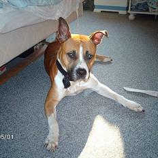 Blanding af racer Asta