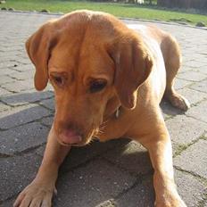 Labrador retriever Molly *R.I.P*