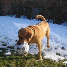 Labrador retriever Molly *R.I.P*