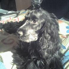 Cocker spaniel Rosa