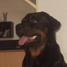 Rottweiler Shakur Kongen *Rip*