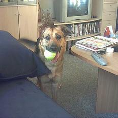 Blanding af racer Britney