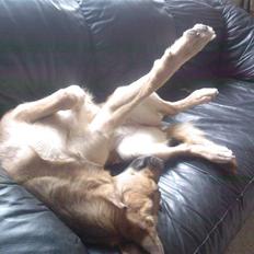 Blanding af racer Britney