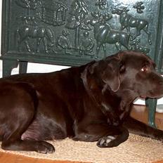 Labrador retriever Choko