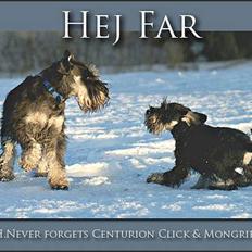 Dvaergschnauzer Sisse RIP-17.09.2010
