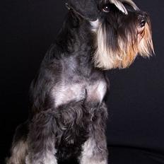 Dvaergschnauzer Kiki RIP 010611