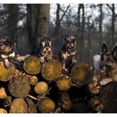 Dvaergschnauzer Kiki RIP 010611