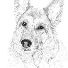 Schæferhund Scully RIP 090210