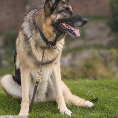 Schæferhund Scully RIP 090210
