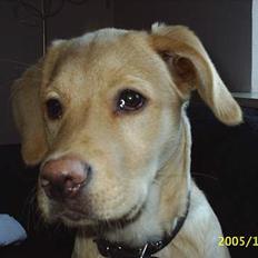 Blanding af racer Nala