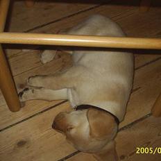 Blanding af racer Nala