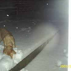 Blanding af racer Nala