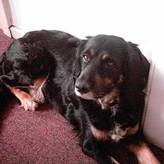 Blanding af racer Futte