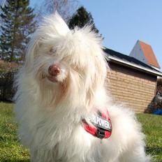 Coton de tulear Frida 