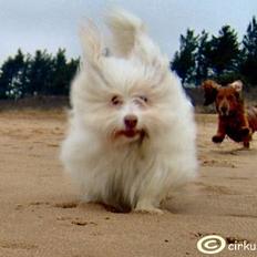 Coton de tulear Frida 