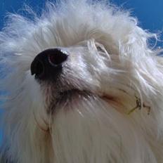 Coton de tulear Rosa