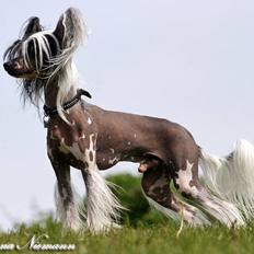 Chinese crested hårløs Caprioso Ram-Ses-Mi