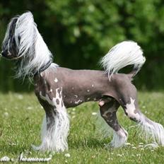 Chinese crested hårløs Caprioso Ram-Ses-Mi