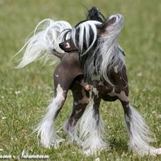 Chinese crested hårløs Caprioso Ram-Ses-Mi
