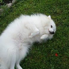 Japansk spids bamse ( død snøft )2006