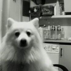 Japansk spids bamse ( død snøft )2006