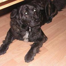 Blanding af racer Ofelia