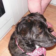 Blanding af racer Ofelia