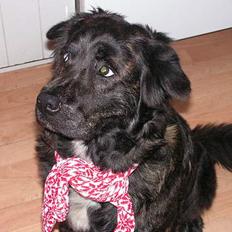 Blanding af racer Ofelia