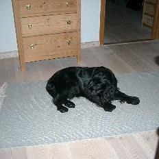 Cocker spaniel Bella