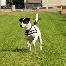 Jack russell terrier Hannibal