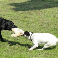 Jack russell terrier Hannibal