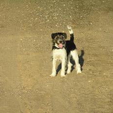 Blanding af racer Kiki