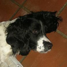 Engelsk springer spaniel Coco
