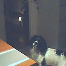 Engelsk springer spaniel Coco