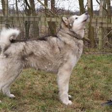 Alaskan malamute First Balto *himmelhund*