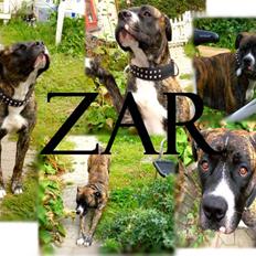 Amerikansk staffordshire terrier Zar