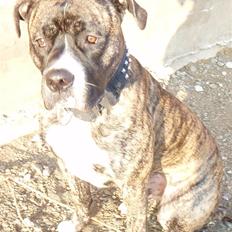 Amerikansk staffordshire terrier Zar