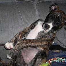 Amerikansk staffordshire terrier Zar