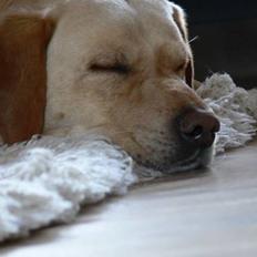 Labrador retriever Luffe