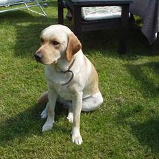Labrador retriever Luffe