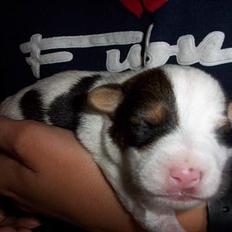 Jack russell terrier Monster