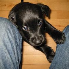 Blanding af racer Knirke(mine forældres]