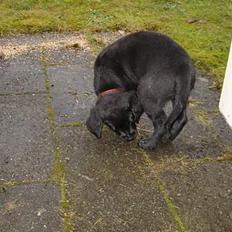 Blanding af racer Knirke(mine forældres]