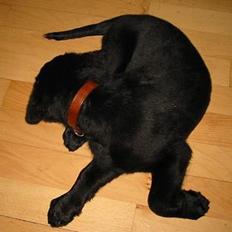 Blanding af racer Knirke(mine forældres]