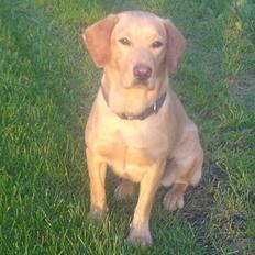 Labrador retriever sita