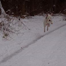 Blanding af racer Emma "dogo/ amr. bulldog"