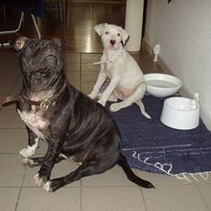 Blanding af racer Emma "dogo/ amr. bulldog"