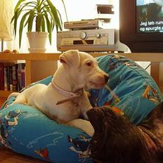 Blanding af racer Emma "dogo/ amr. bulldog"