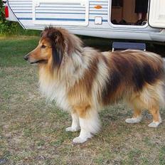 Shetland sheepdog Simba