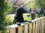 Hovawart Frodo the black panther R.I.P. 14.11.14 - Her står jeg og holder øje med hvad der sker på vejen.